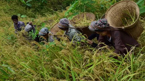 ယာစပါး ရိတ်သိမ်းချိန်