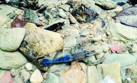 မြောင်မစွန်