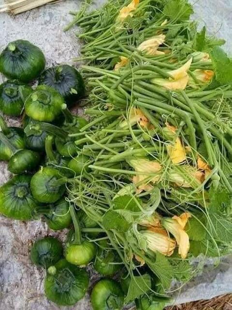 ဖြုန်သီး၊ အညွန့်၊ အရာ အပွင့်
