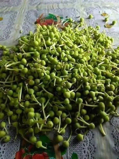 စင်းပြွန်းသီး