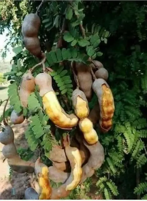 မှင်းကျိုင်းသီး အမှည့်