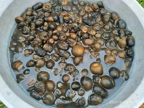 ဆင်မရီအိုး