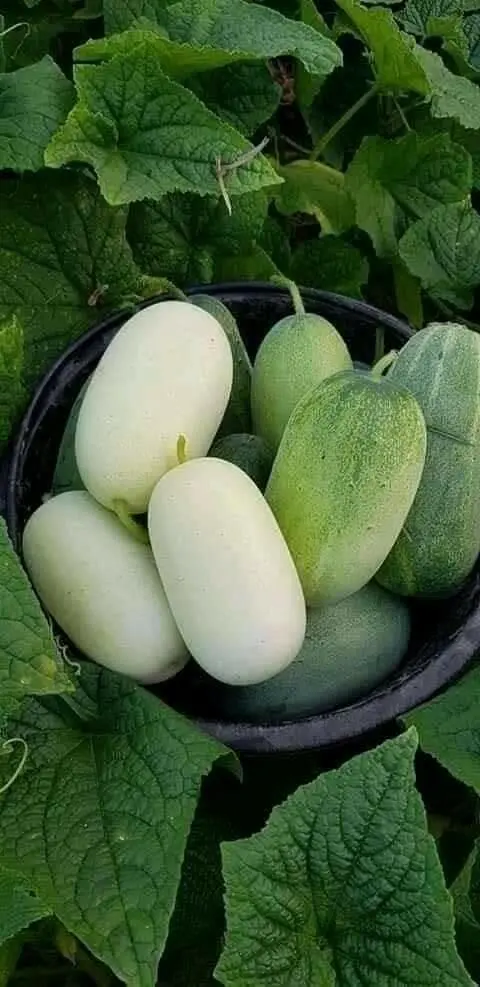 ငါပြုတ်သီး