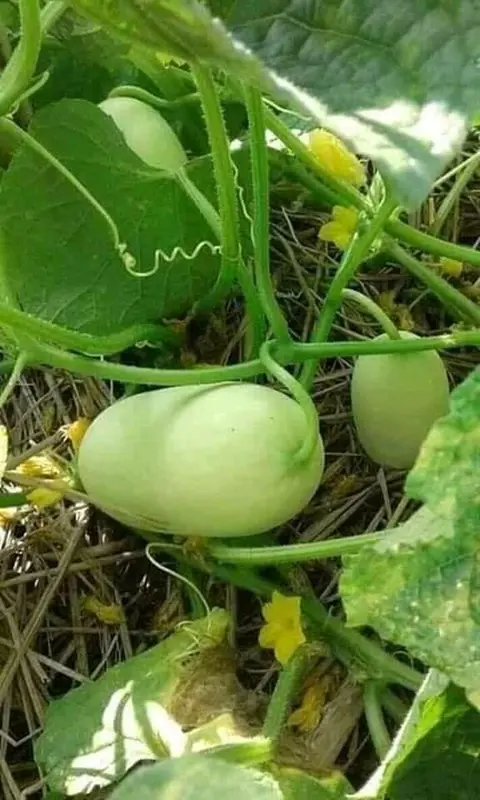 ငါပြုတ်ခြုံ