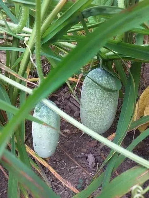 ငါပြုတ်သီး အနုန့်သျှေ