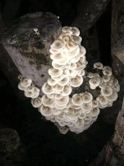 တုံးမှို