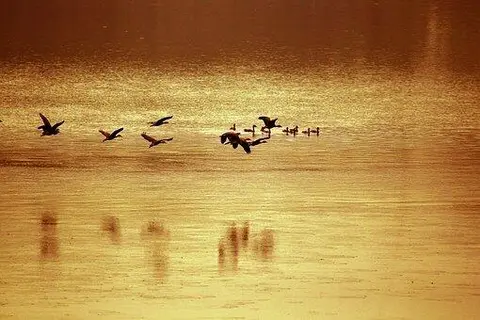 ငှက်တိ ပျံနီပါရေ